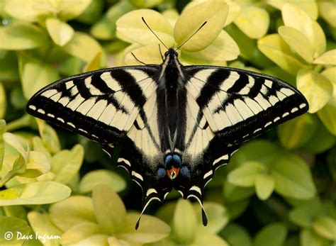 It is a member of the genus papilio, of which papilio appalachiensis and papilio xuthus are also members. Summer Tigers