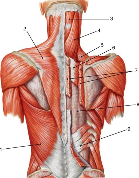 Строение спина Позвонок человека — строение позвоночника анатомия и