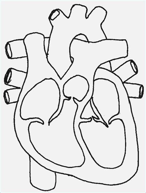 Heart Diagram Drawing At Getdrawings Free Download