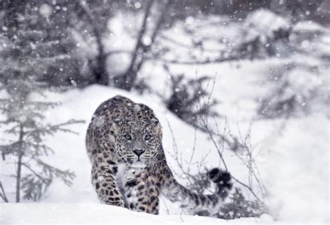 Snow Leopards Winter Snow Animals Wallpapers Hd Desktop And Mobile