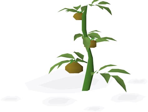Filetomato Plant Watered Stage 4png Osrs Wiki