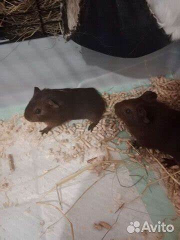 Морские свинки диета Морские свинки купить в Москве | Животные и зоотовары | Авито Морские свинки купить в Москве | Животные и зоотовары | Авито Морские свинки диета