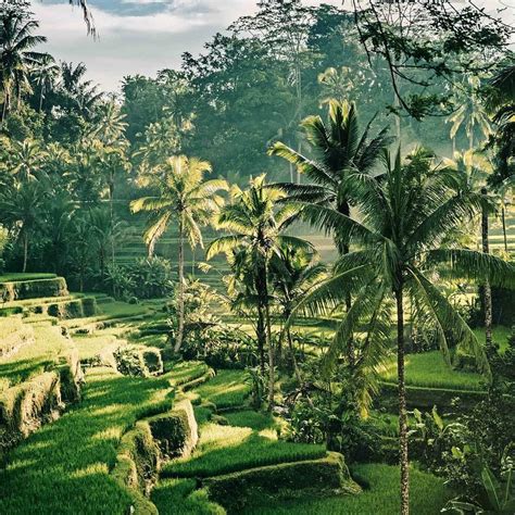 4 Objek Wisata Terasering Terbaik Di Bali Backpack Buddy