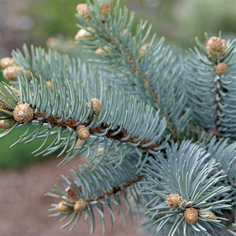 Douglas fir vs pine tree. Fir vs. Spruce vs. Pine: How to tell them apart ...