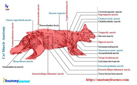 Cat Muscles Labeled Diagram Auto Wiring Images And Photos Finder