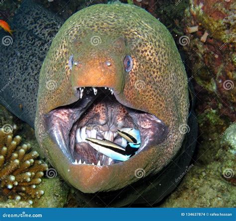 Moray Eel Fish From Red Sea Stock Photo Image Of Moray