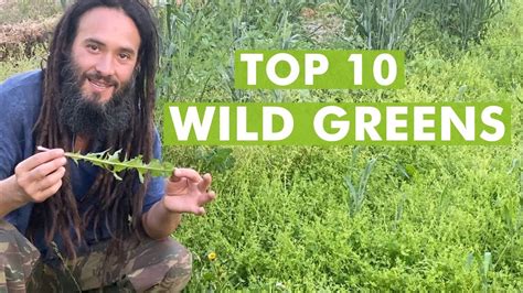 10 Wild Edible Greens To Harvest Foraging Plants Youtube