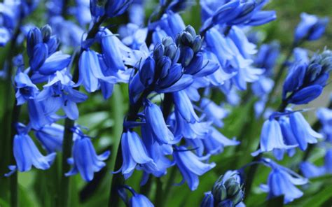 How To Grow And Care For Spanish Bluebells Trimmed Roots
