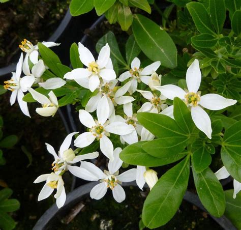 When mexican orange blossom (scientific name: Buy Choisya ternata (Mexican Orange Blossom) in the UK ...