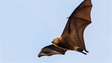 Flying Foxes Adorable Name Wont Save Them From Extinction Threats