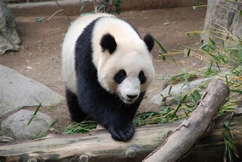 Panda Bear Animal Images