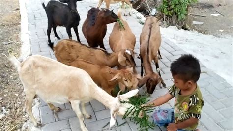 When the little goats we played with in the summer. Video anak kecil Memberi makan kambing kacang - YouTube