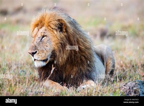 Lion Lying In Grass Hi Res Stock Photography And Images Alamy
