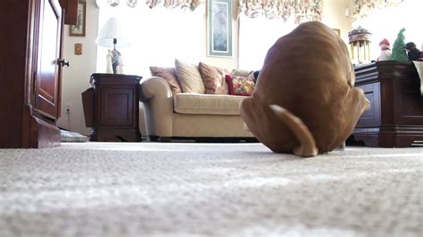 My Dog Morrison Scooting On The Carpet Like 7 Times Butt Drag Youtube