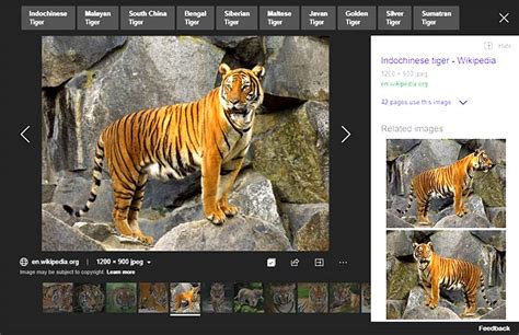 Bing Image Search Bing Image Search By Size Presentations Glossary