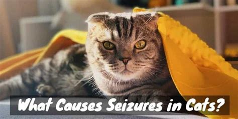 Terrifying Tremors: What Causes Seizures in Cats? | Cat ...