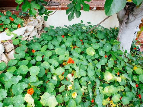Best Edible Ground Covers For Vegetable Gardens 2 Mulch For Vegetable