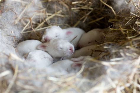 Pregnancy In Rabbits A Guide To Rabbit Gestation