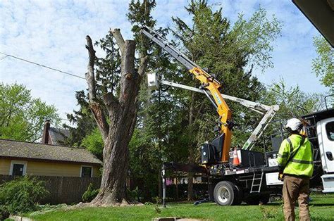 6 Common Reasons For Tree Removal Home Tree Health