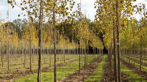 Trees For Sale At The Arbor Day Tree Nursery Evergreen Shrubs Trees