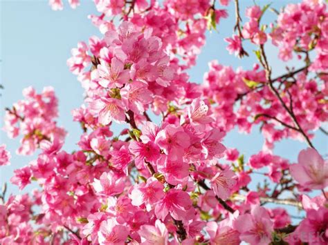 20 Gambar Bunga Sakura Di Jepang ~