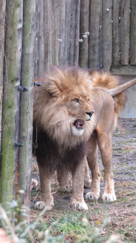Bronx Zoo Lion Zoochat