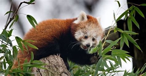 Female Red Panda Makes Daring Zoo Escape