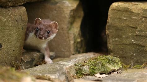 Rare Footage Of A Stoat Mum Moving Her Kits Discover Wildlife