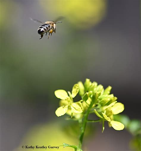 Honey Bees Just Lovin The Mustard Bug Squad Anr Blogs