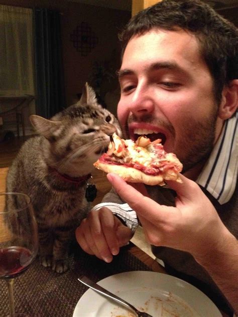 30 Of The Funniest Cat Pics Of All Time The Wondrous