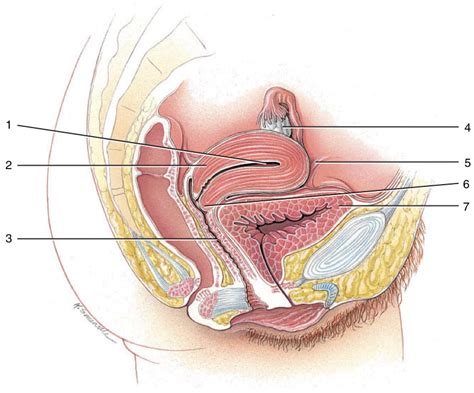 Figure Female Reproductive Organs Sagittal Section Diagram Quizlet