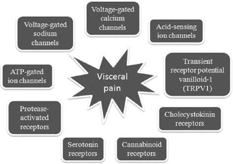 Receptors And Channels Involved In Visceral Pain Download Scientific