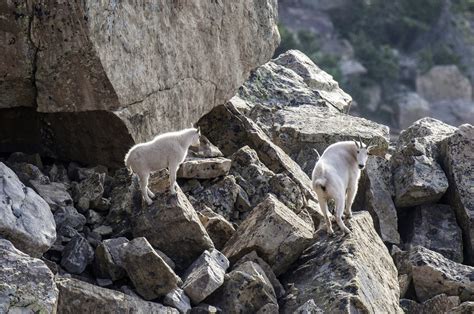 ‘goat Watch On Tushar Mountains Offers Up Close And Personal Viewings