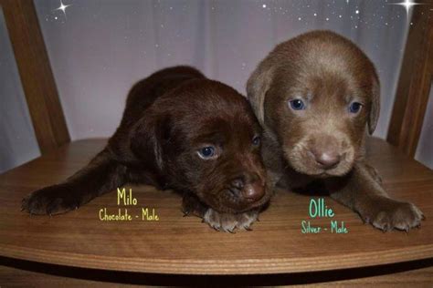 Planned silver labrador puppy litters, planned charcoal labrador puppy litters at silver crest labs let you know when our lab puppies are available. AKC Labrador Retriever Puppies - Silver, Charcoal, Chocolate, Black for Sale in Phoenix, Arizona ...