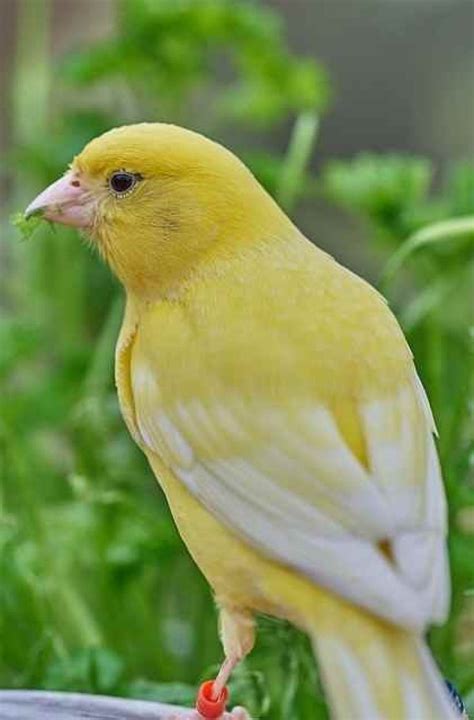 Oleh sebab itu, pemilik burung cuma memberikan. √ Makanan Burung Kenari Agar Gacor Ngerol Panjang ...