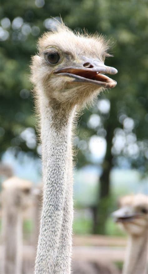 African Ostrich Funny Face Stock Image Image Of Detailed 121934787