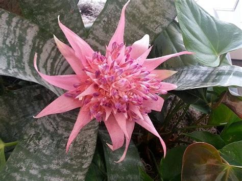 Tropical Pink Bromeliad Photograph By Charlotte Gray Fine Art America