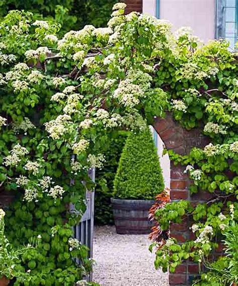 Cover a shady wall or fence with these hardy climbing plants. Landscaping And Outdoor Building , The Best Climbing Plant ...