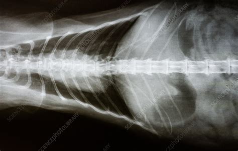 Cat X Ray Dorsal View Of Spine And Chest Stock Image C0503930