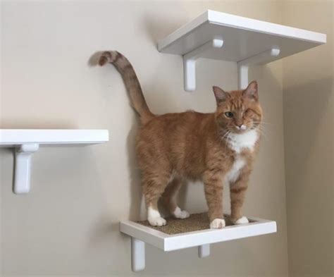 Simple Ways To Add Feline Friendly Vertical Space Adventure Cats