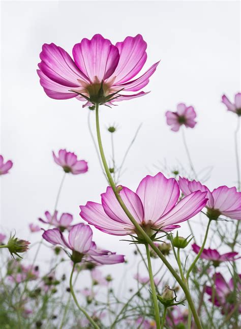 Royalty Free Photo Selective Focus Photography Of Pink Cosmos Flower