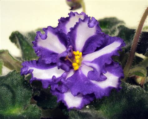 Chimera African Violets From Stem Tissue Culture