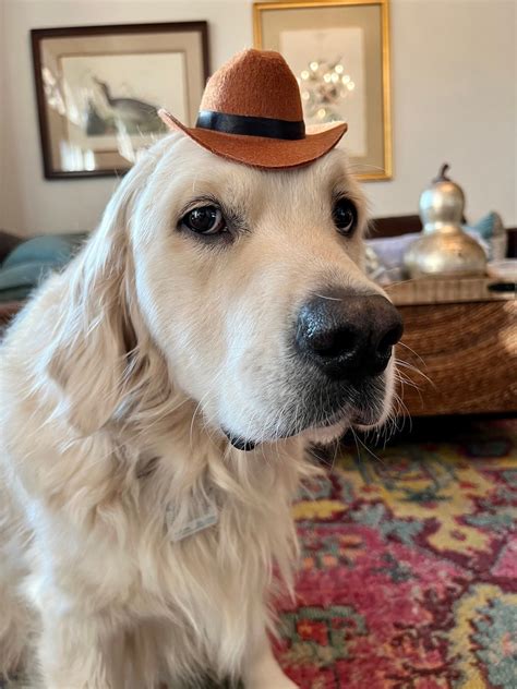 The Bubbacini Tiny Cowboy Hat Etsy