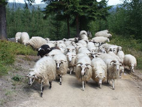 Valašská ovce - Agropress.cz