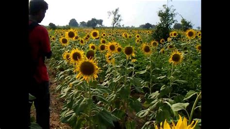 Awesome Sunflower Field At Raichur Tourist Destination Youtube