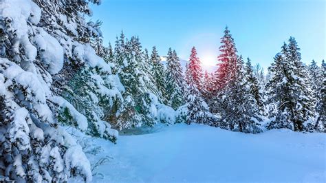 Wallpaper Pine Trees Snow Winter Sunny Day Hd Nature