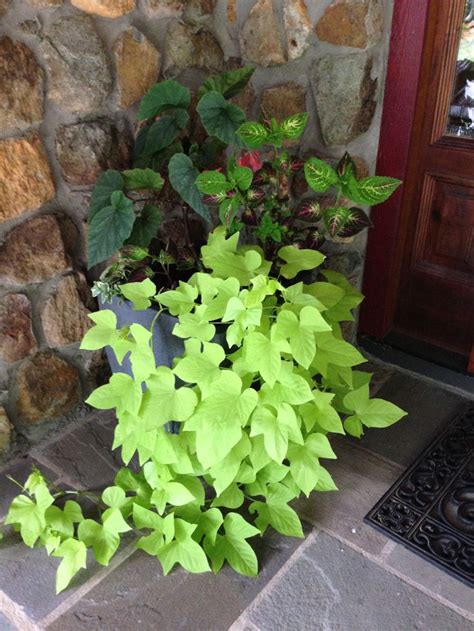 Container Gardening Beautiful Sweet Potato Vine With Begonias And