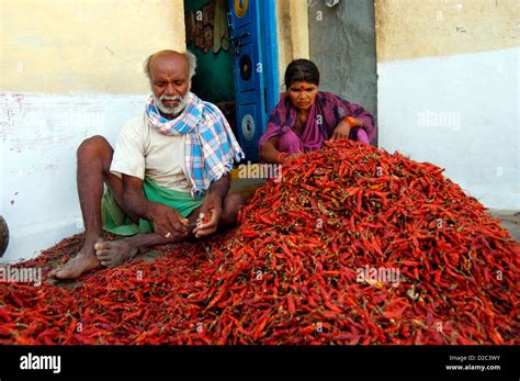 South Asian Indian Rural Man With His Wife Sorting Out Red Chili