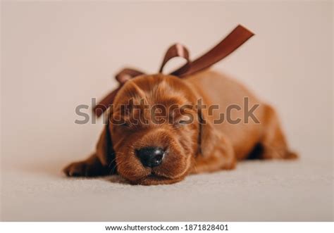 Newborn Irish Setter Puppies Photo Session Stock Photo 1871828401