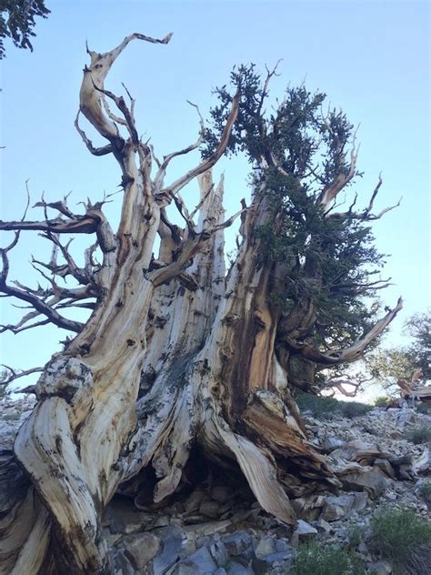 The Ancient Ones The Ancient One Bristlecone Pine Ancient